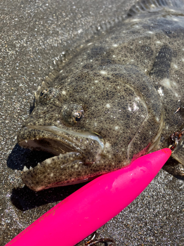 ヒラメの釣果