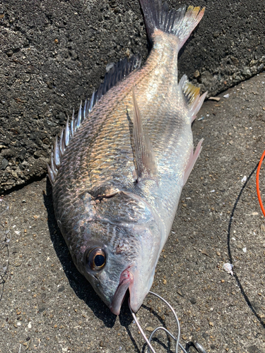 尼崎市立魚つり公園