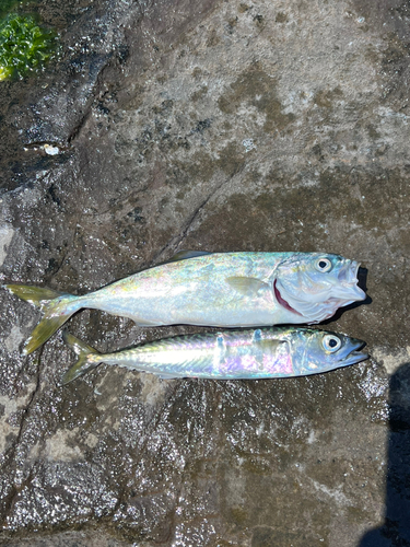 ワカシの釣果