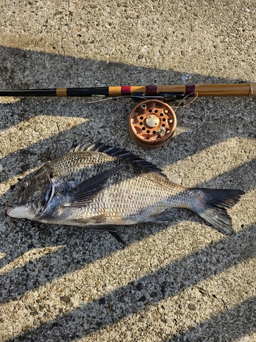 クロダイの釣果