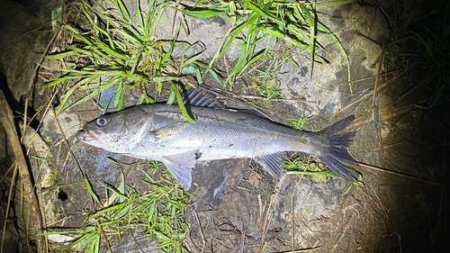 セイゴ（マルスズキ）の釣果