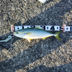 ハマチの釣果