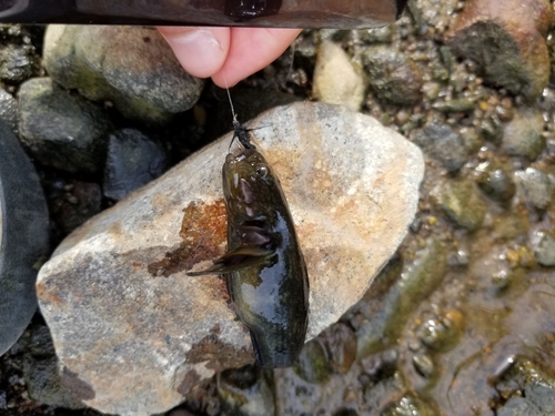 チチブの釣果