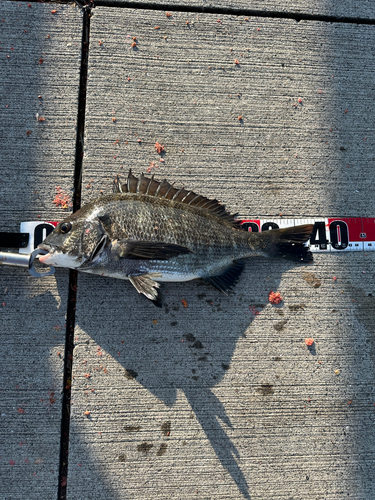 クロダイの釣果