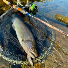 ヤマメの釣果