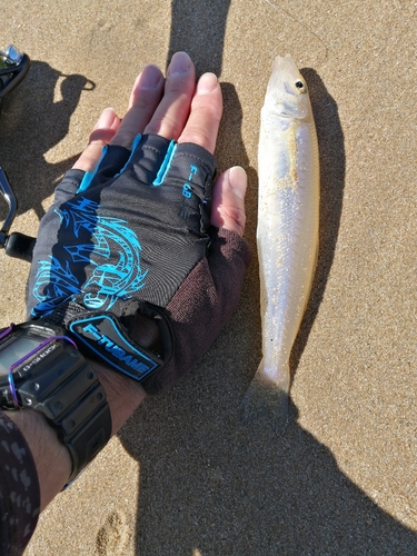 シロギスの釣果