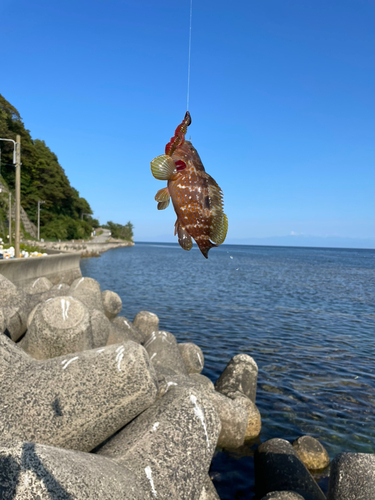 キジハタの釣果