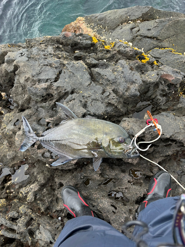 オオモンハタの釣果