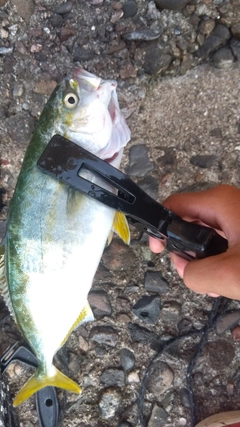 ツバスの釣果