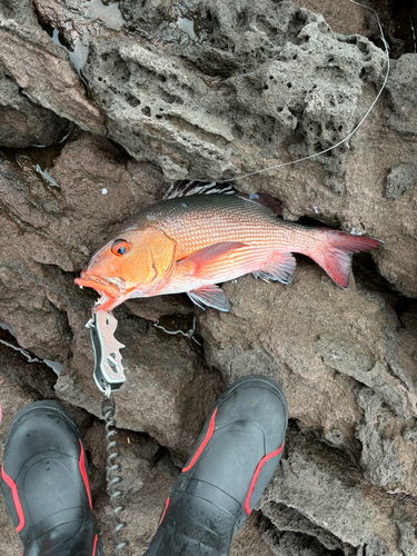 バラフエダイの釣果