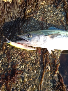 サゴシの釣果