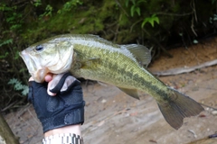 ブラックバスの釣果