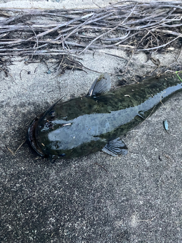 ニホンナマズの釣果