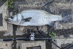 ヒラスズキの釣果