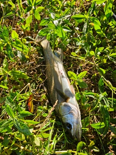 セイゴ（マルスズキ）の釣果