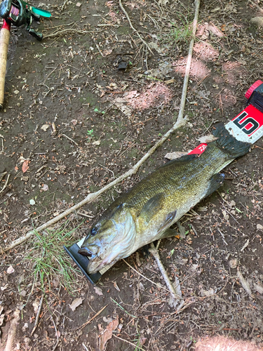 スモールマウスバスの釣果