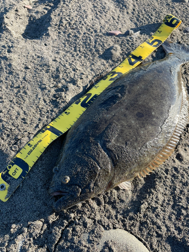 ヒラメの釣果