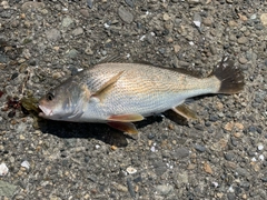 イシモチの釣果