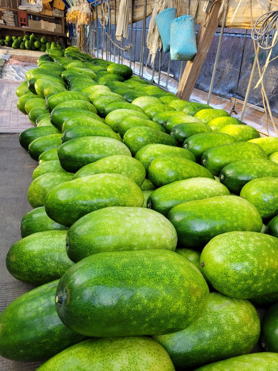 Trust1277さんの釣果 2枚目の画像