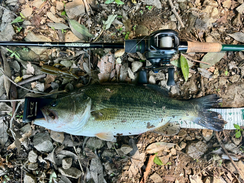 ブラックバスの釣果