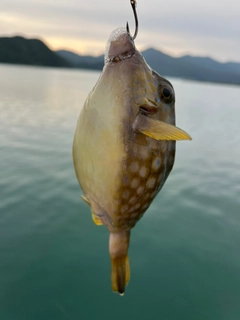 ハコフグの釣果