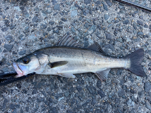 スズキの釣果