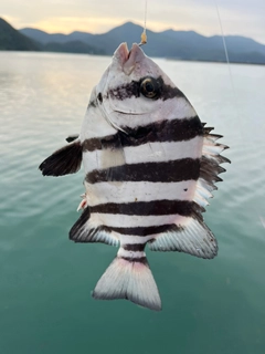 イシダイの釣果