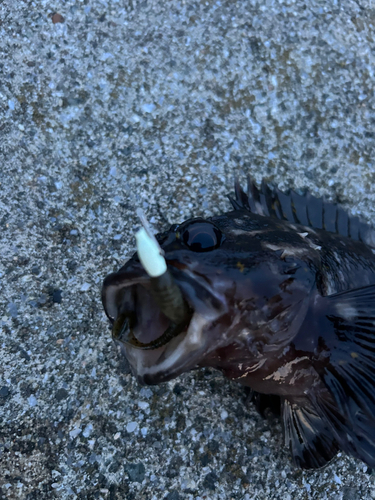 オウゴンムラソイの釣果