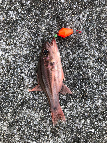 イシモチの釣果