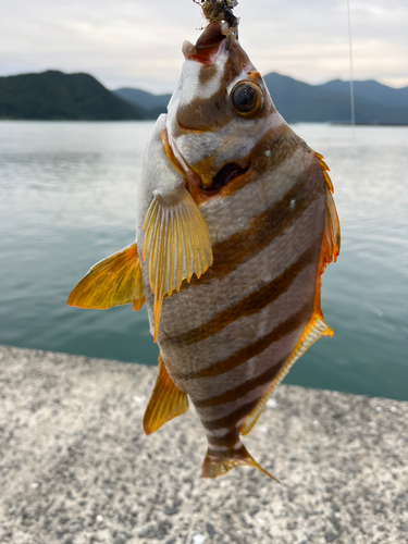 タカノハの釣果