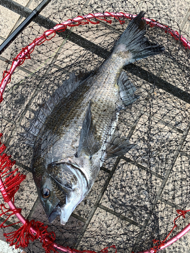 クロダイの釣果