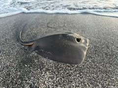 アカエイの釣果