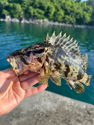 タケノコメバルの釣果