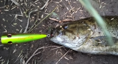 スモールマウスバスの釣果