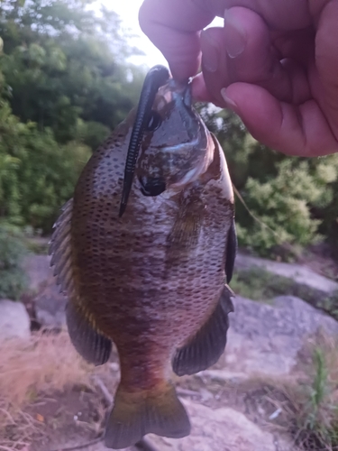 ブルーギルの釣果