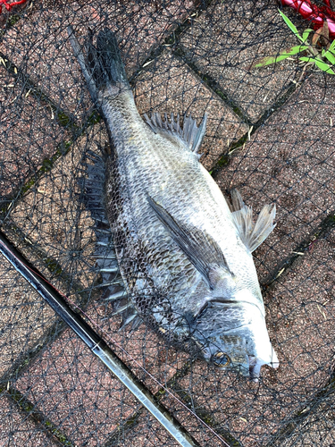 クロダイの釣果