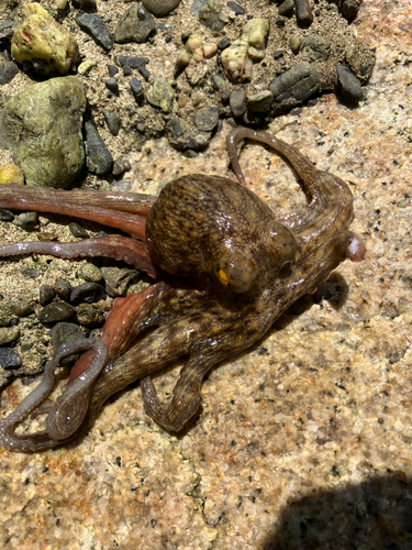 タコの釣果