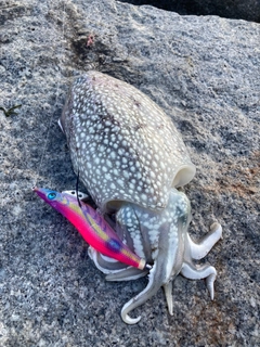 シリヤケイカの釣果