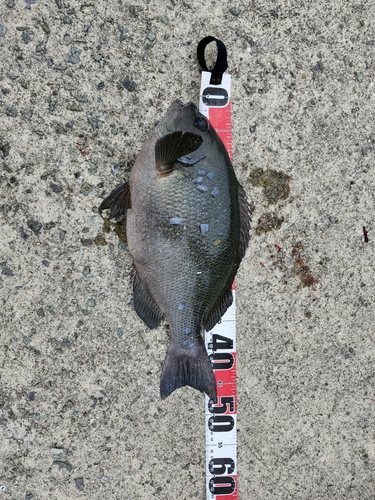 クチブトグレの釣果