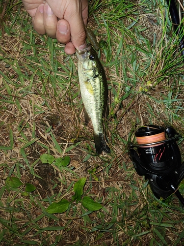 ラージマウスバスの釣果