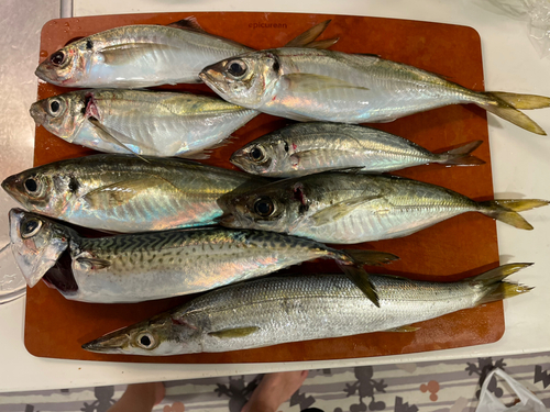 アジの釣果