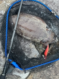 コウイカの釣果