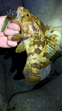 タケノコメバルの釣果