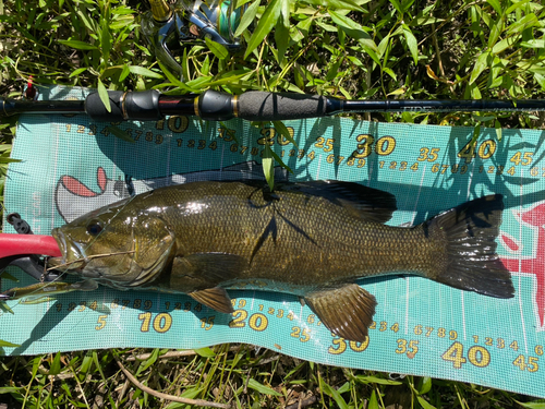 スモールマウスバスの釣果