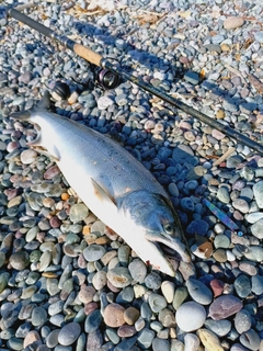 サクラマスの釣果