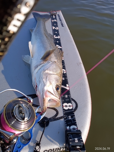 シーバスの釣果