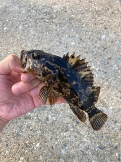 タケノコメバルの釣果