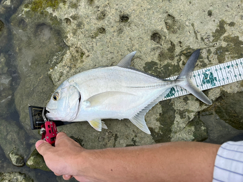 オニヒラアジの釣果