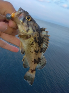 クロソイの釣果