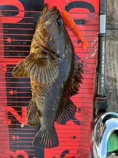 タケノコメバルの釣果